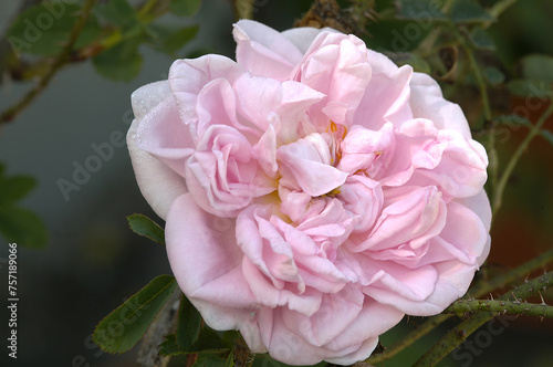 Rosa 'Stanwell Perpetual' has White, with soft apricot and blush-pink tinges photo