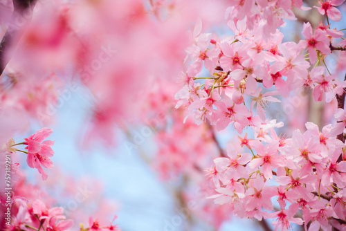 blossom sakura