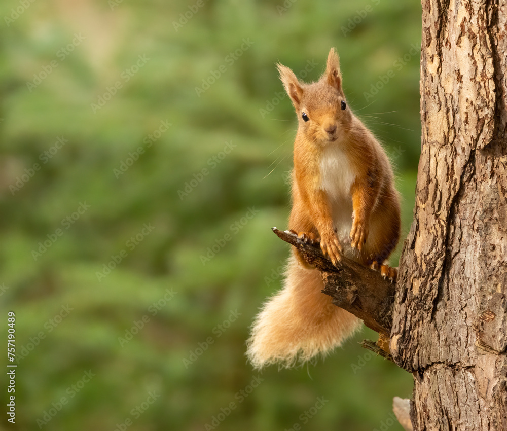 Cute little scottish red squirrel in the forest Cute little scottish red squirrel in the forest