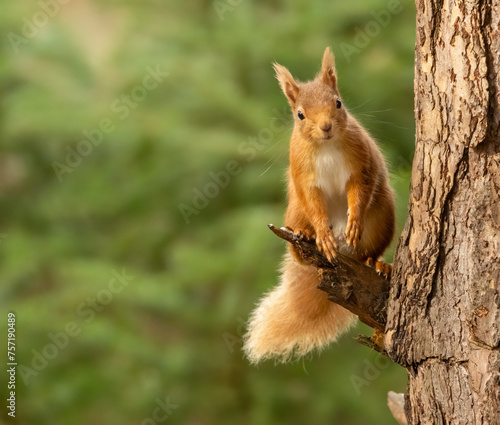 Cute little scottish red squirrel in the forest © Sarah