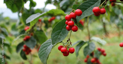 Bush with red berries coffee tree