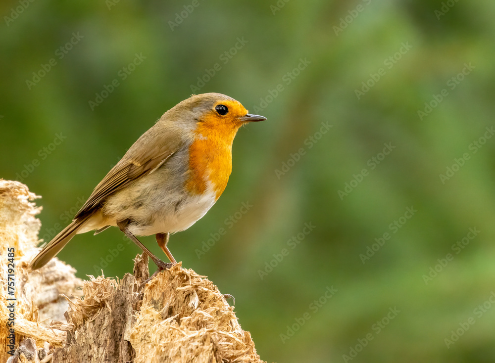 Robin redbreast bird close up