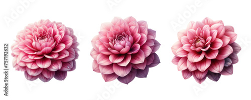 set of watercolor art camellia flowers isolated on transparent PNG background © SA Studio