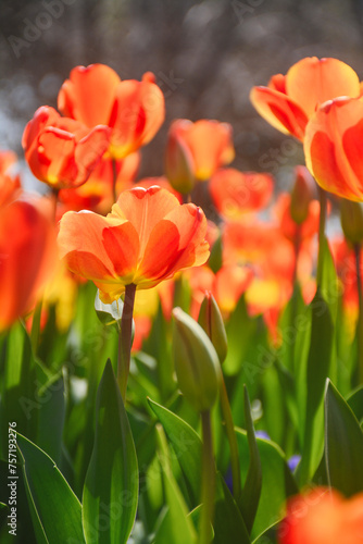 blossom tulips