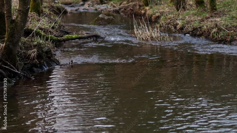 a forest stream in winter with audio 4k 30fps video a forest stream in winter with audio 4k 30fps video