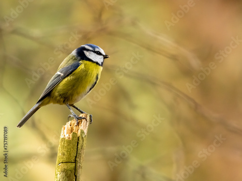 Close up of a cute little blue tit bird perched on a branch with natural woodland background 