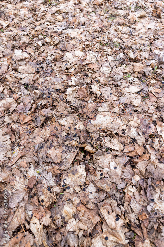 maple foliage that fell to the ground in the winter season maple foliage that fell to the ground in the winter season