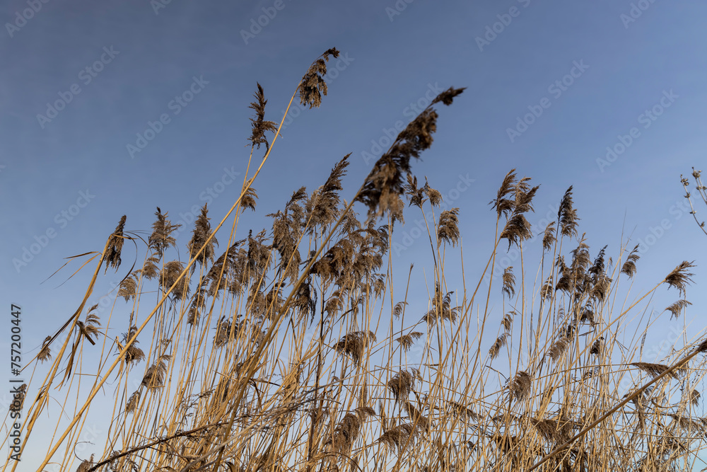 dry grass growing on the lake against the blue sky dry grass growing on the lake against the blue sky