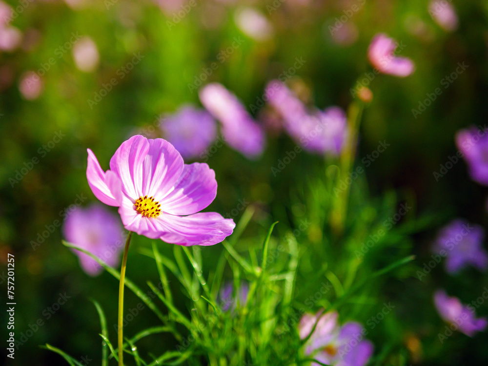 Close-up of beautiful cosmos flowers at cosmos field in moring sunlight. amazing of close-up of cosmos flower. nature flower background. Close-up of beautiful cosmos flowers at cosmos field in moring sunlight. amazing of close-up of cosmos flower. nature flower background.