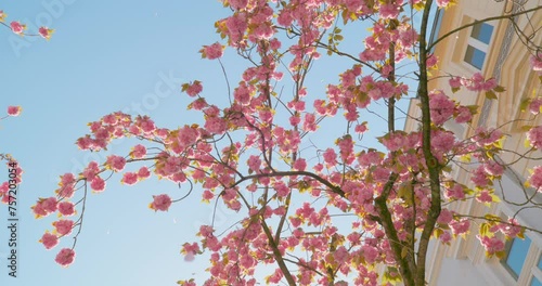 Cherry Blossom - The Grand Final - Lots of petals are blown away by gusts of wind - slow-mo