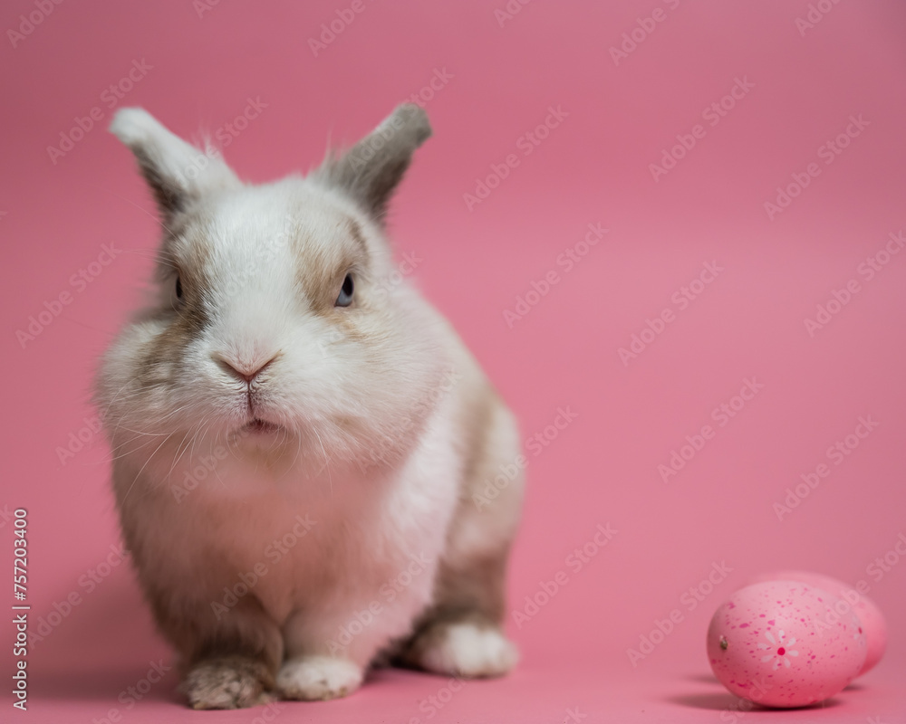 Easter Bunny on a pink background with a painted egg.