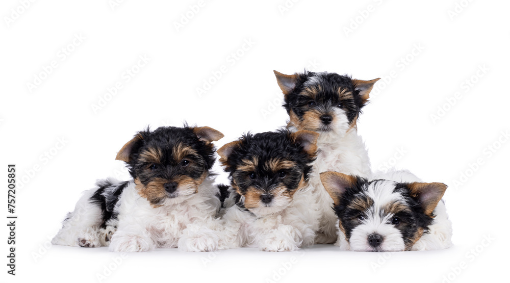 Litter of four Biewer Terrier dog puppies, sitting and laying together in a row. All looking towards camera. Isolated on a white background.