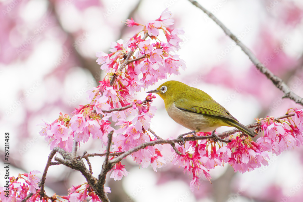 White-eye feeding on nectar from early blooming cherry blossoms Close-up White-eye feeding on nectar from early blooming cherry blossoms Close-up