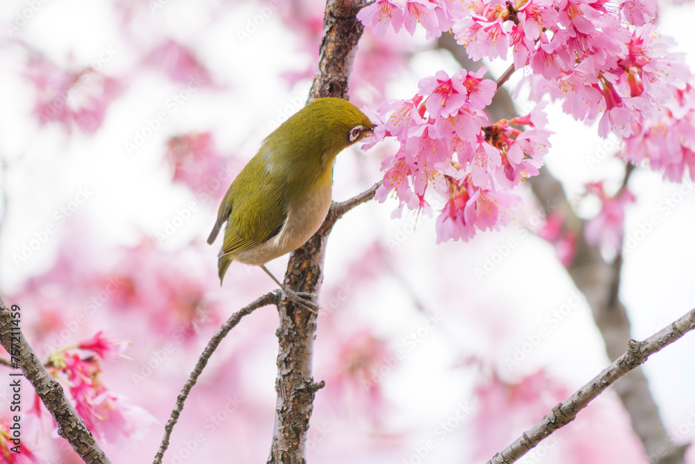 White-eye feeding on nectar from early blooming cherry blossoms Close-up White-eye feeding on nectar from early blooming cherry blossoms Close-up