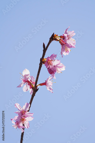 with vibrant pink cherry blossoms on bright blue sky background in Japanese