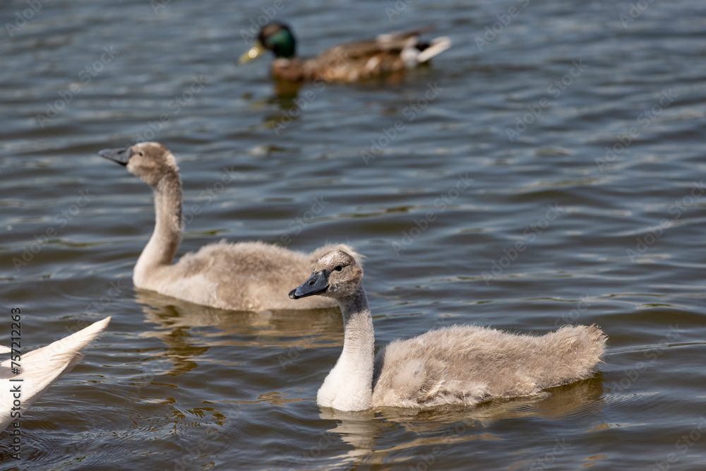grey chicks of the white sibilant swan with grey down grey chicks of the white sibilant swan with grey down