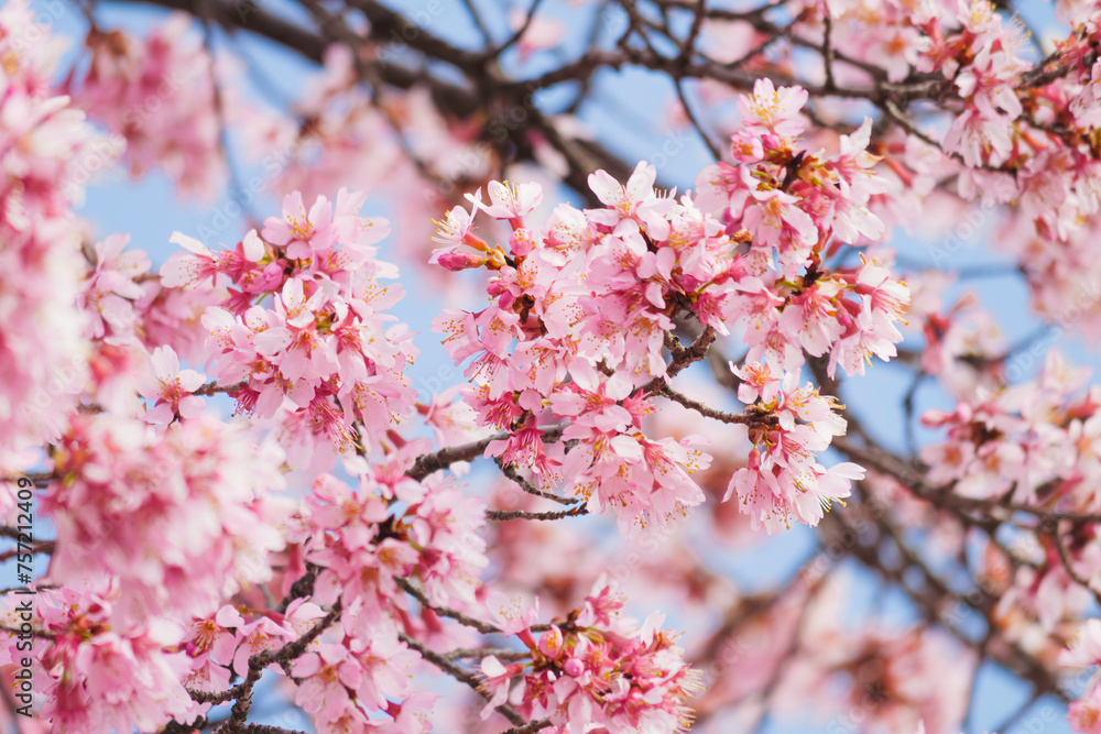 pink sakura blossoms in spring in Japan, close up of cherry blossom flowers, Hanami tradition in Japan