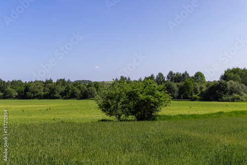 green wheat cereals in the field in summer before ripening