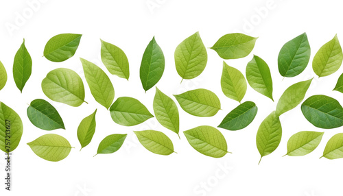 Wallpaper Mural green leaves on floor isolated on transparent background cutout Torontodigital.ca