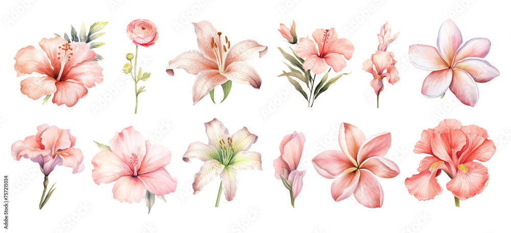 watercolor pink tropical flowers set hand drown illustration