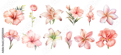 watercolor pink tropical flowers set hand drown illustration photo