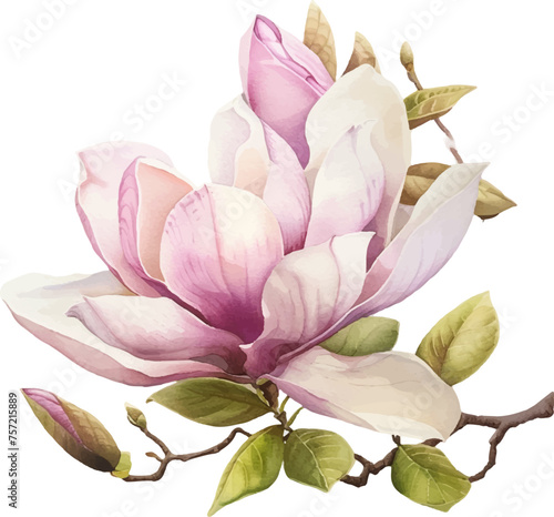 Watercolor magnolia flower. The first spring flowers. Blooming magnolia. Vector illustration.