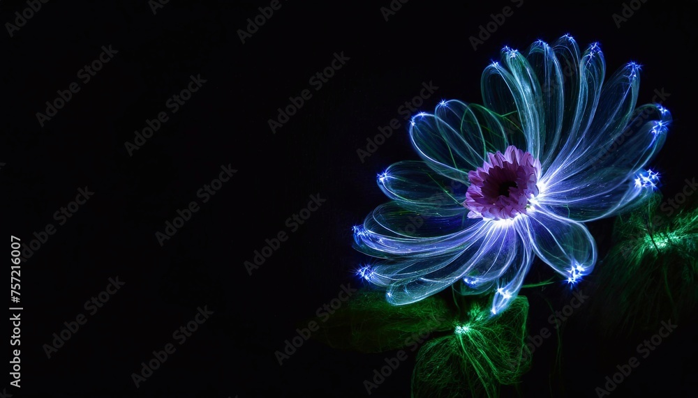Beautiful flower on a black background in the light of the night Beautiful flower on a black background in the light of the night
