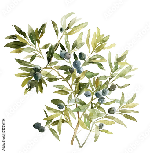 Watercolor olive tree bush. Olive tree with leaves and berries. Watercolor olives on an isolated background. Vector illustration.