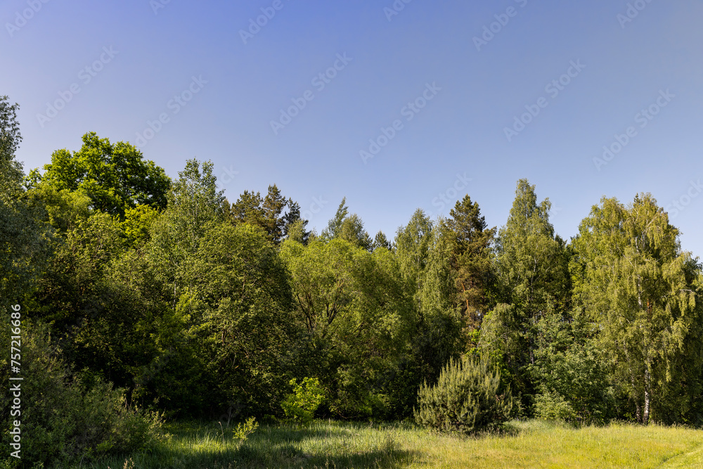 rural area with different deciduous trees in a mixed forest rural area with different deciduous trees in a mixed forest