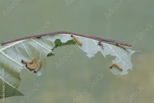 A long-tailed grass lizard is ready to prey on a number of caterpillars. This long-tailed reptile has the scientific name Takydromus sexlineatus. photo