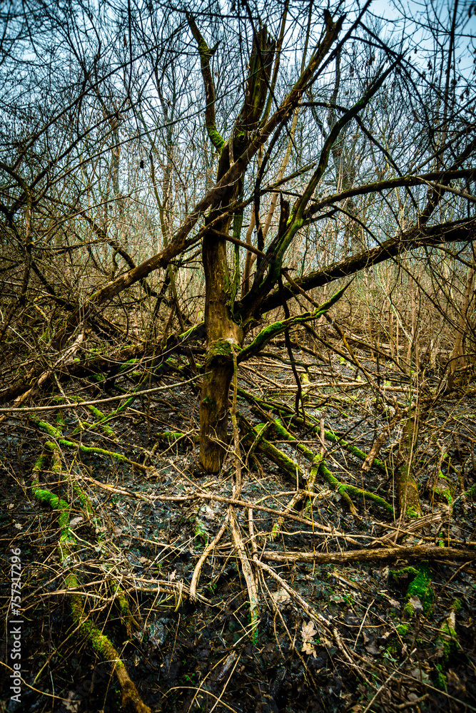 Mystery winter forest . Trees and woods . Nature at winter season . Cold on the image . Old and tall trees . Colors of the winter . Cloudy weather . Mystery winter forest . Trees and woods . Nature at winter season . Cold on the image . Old and tall trees . Colors of the winter . Cloudy weather .