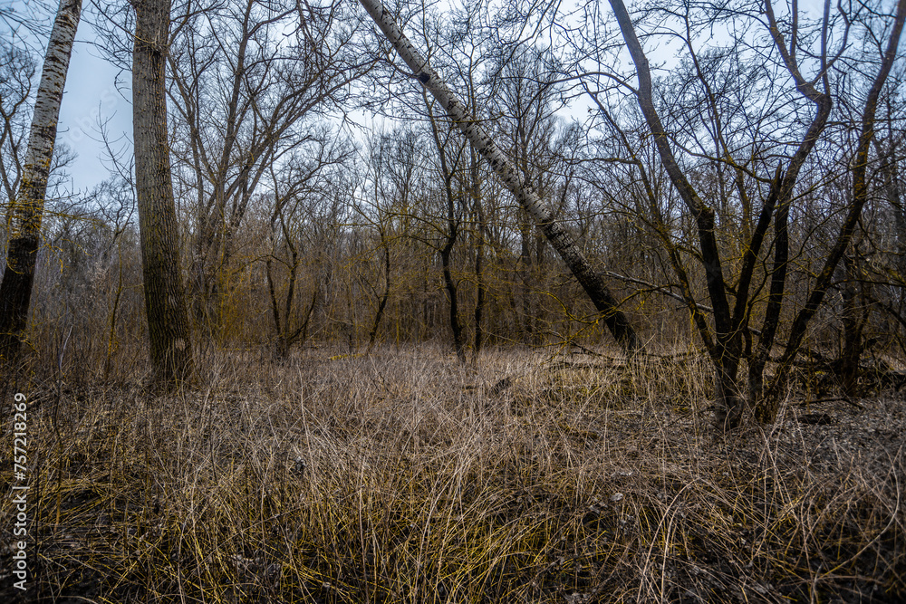 Mystery winter forest . Trees and woods . Nature at winter season . Cold on the image . Old and tall trees . Colors of the winter . Cloudy weather . 