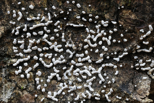 Physarum straminipes, slime mold from Finland, no common English name photo