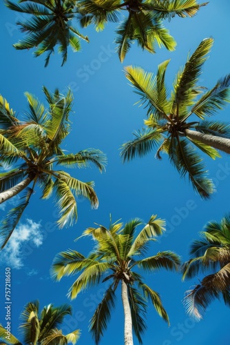 Top of coconut trees blue sky in the background  concept of summer  beach  vacation.