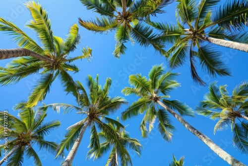 Top of coconut trees blue sky in the background, concept of summer, beach, vacation.