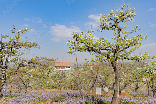 Spring flowering landscape of pear trees in Qianxi, Hebei, China photo