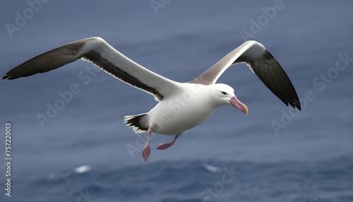 An Albatross With Its Long Slender Wings Outstret