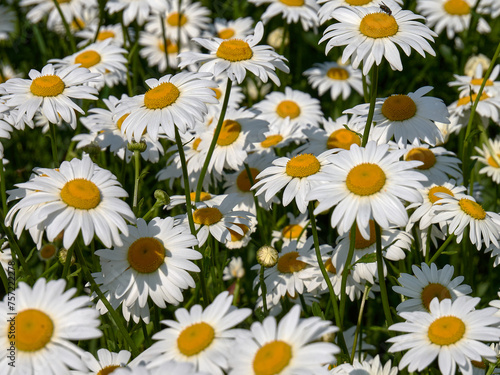 The chamomile field is a beautiful natural scene  with thickets of daisies and beautiful white flowers in the summer sun