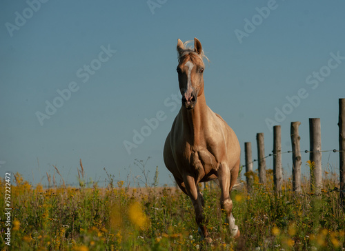 Beautiful palomino horse runs gallop at sunset