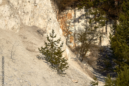 Young pines grow on the steep and steep slope of the chalk mountain. The morning sun gives off a warm glow, creating a beautiful and simple landscape