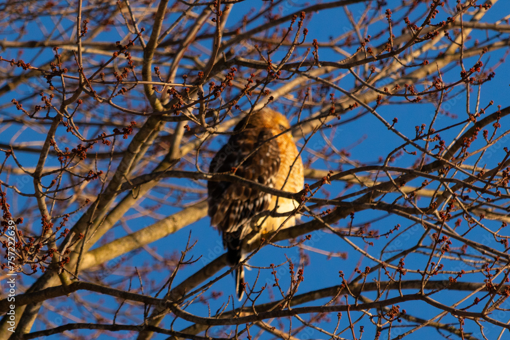 This beautiful red-shouldered hawk is perched in the tree trying stay hidden from his prey. The white speckles of his feathers stand out. The branches are without leaves due to the Fall season. This beautiful red-shouldered hawk is perched in the tree trying stay hidden from his prey. The white speckles of his feathers stand out. The branches are without leaves due to the Fall season.