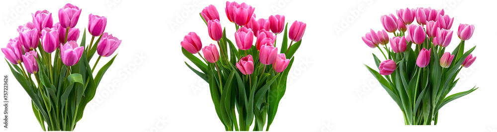 Tulips bunch isolated on transparent background. Fresh pink pink tulips bouquet. stock photo Tulips bunch isolated on transparent background. Fresh pink pink tulips bouquet. stock photo