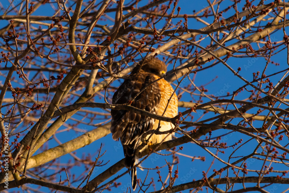 This beautiful red-shouldered hawk is perched in the tree trying stay hidden from his prey. The white speckles of his feathers stand out. The branches are without leaves due to the Fall season. This beautiful red-shouldered hawk is perched in the tree trying stay hidden from his prey. The white speckles of his feathers stand out. The branches are without leaves due to the Fall season.