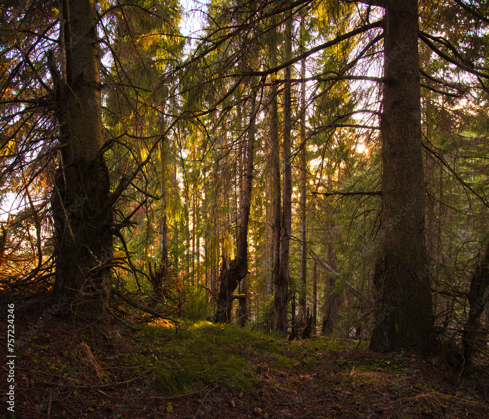 Obraz premium Forest trees spring sunshine