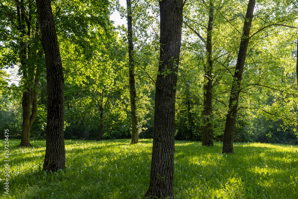 deciduous trees with green foliage in spring, green foliage deciduous trees with green foliage in spring, green foliage