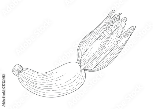 Wallpaper Mural BW vector illustration of food. Zucchini with a flower. Realistic vector drawn illustration. Ingredients for cooking healthy food. Delicious vegetarian food. Growing vegetables Torontodigital.ca