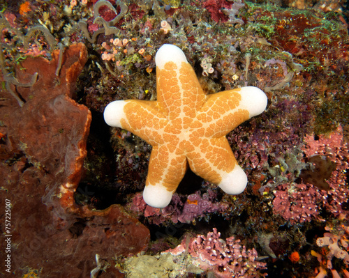 Fotografija A Granulated Sea Star on corals Apo Island Philippines
