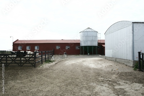 Vacas lecheras en el corral con sus terneros, para cria bovino en el campo de La Pampa Argentina en sudamérica, con fondo del rancho rural y el granero de alimentación para el ganado