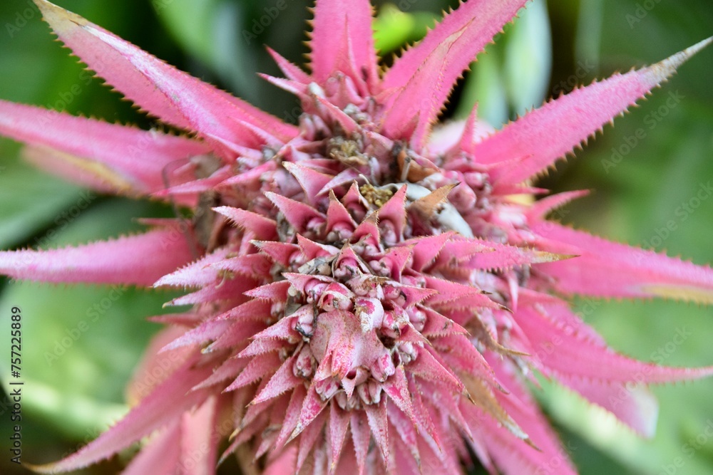 close up of urn plant flower rosette bloom close up of urn plant flower rosette bloom