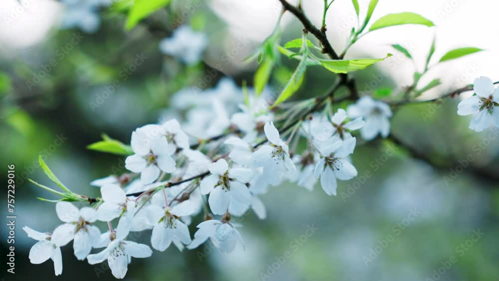 Tender pink and white cherry tree petals swing in the light wind against clear blue sky Tender pink and white cherry tree petals swing in the light wind against clear blue sky